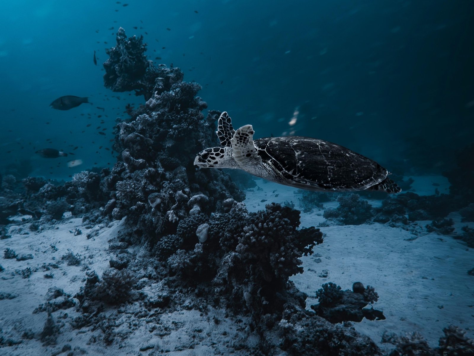 turtle in arctic