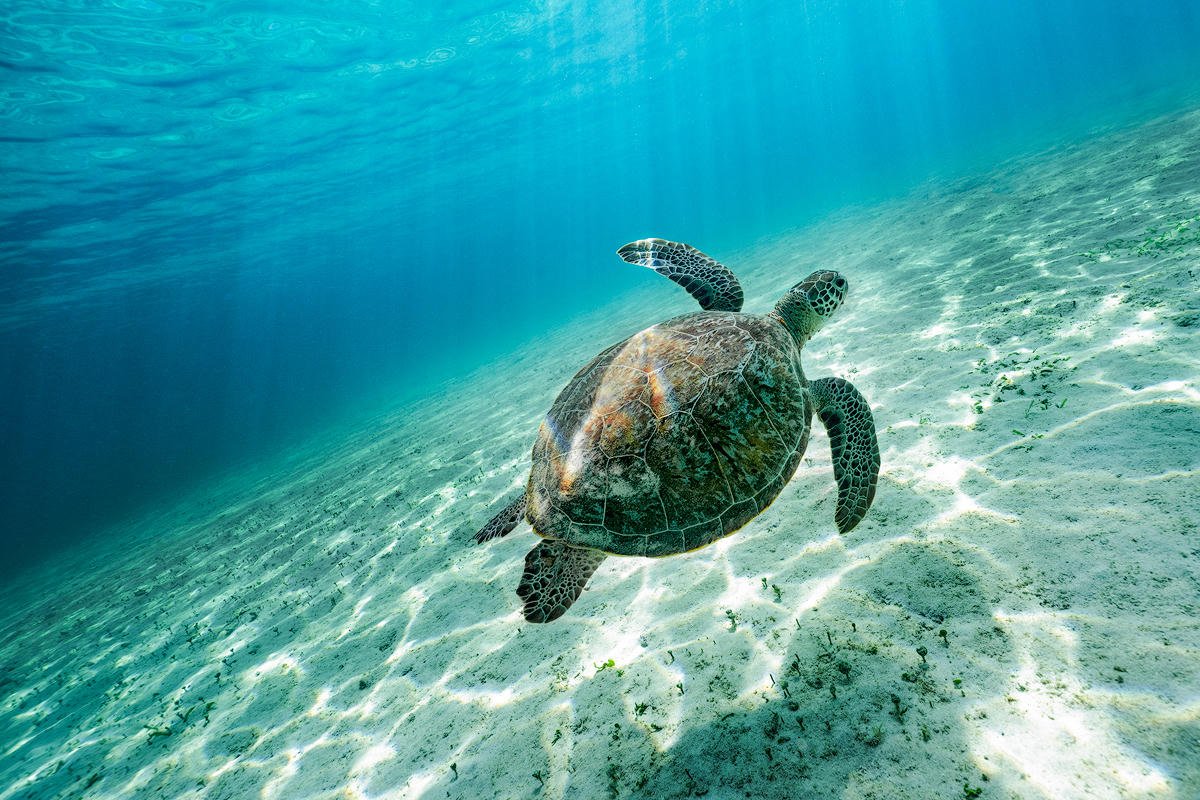 Sea turtle over sand