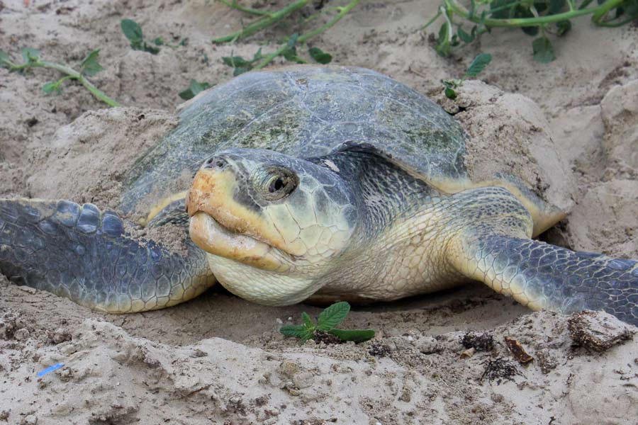 Turtle on the beach