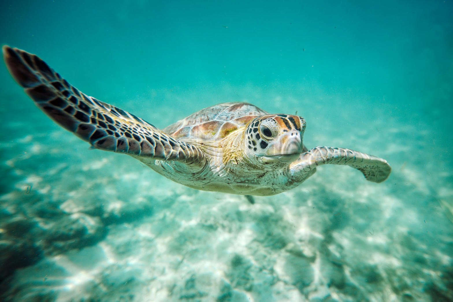 Sea turtle swimming in teal water